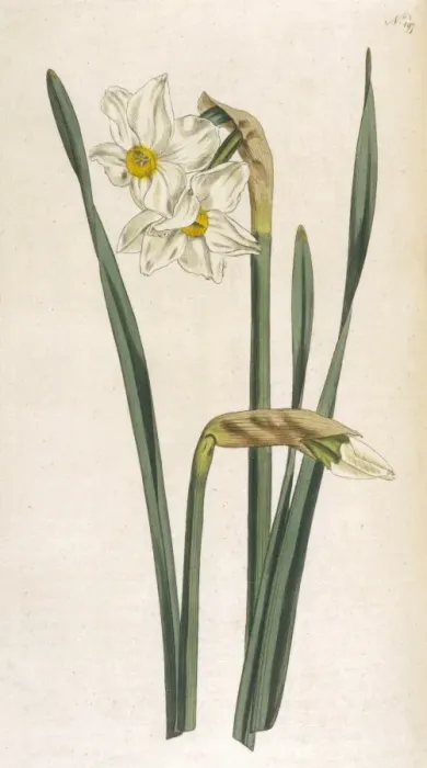 Framed Print : Curtis / 2Flower Narcissus Framed Print : Curtis / 2Flower Narcissus