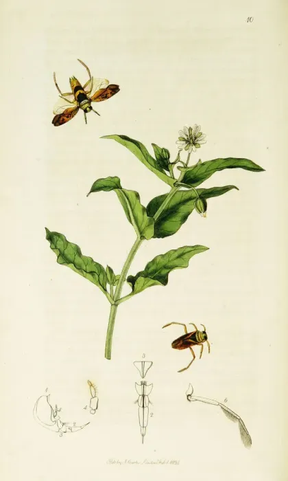 Framed Print : Curtis British Entomology Plate 10 Framed Print : Curtis British Entomology Plate 10