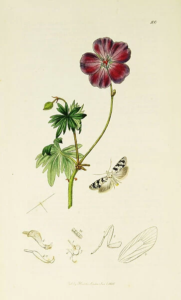 Curtis British Entomology Plate 100
