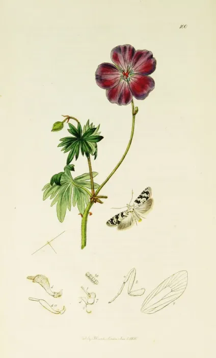 Framed Print : Curtis British Entomology Plate 100 Framed Print : Curtis British Entomology Plate 100