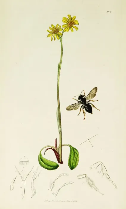 Framed Print : Curtis British Entomology Plate 101 Framed Print : Curtis British Entomology Plate 101