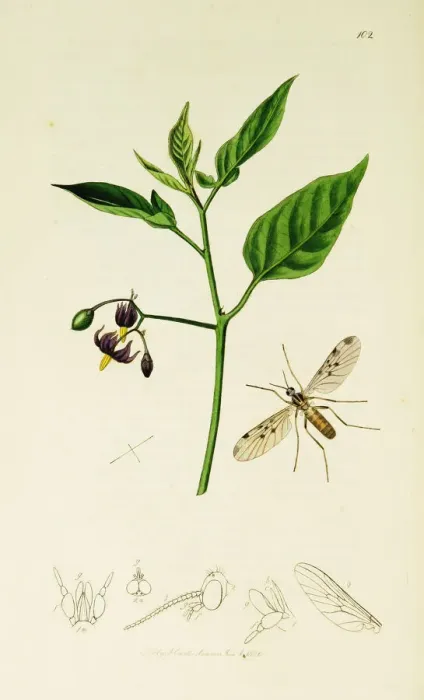 Framed Print : Curtis British Entomology Plate 102 Framed Print : Curtis British Entomology Plate 102