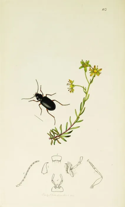 Framed Print : Curtis British Entomology Plate 103 Framed Print : Curtis British Entomology Plate 103