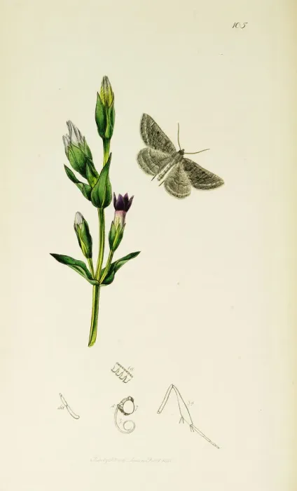 Framed Print : Curtis British Entomology Plate 105 Framed Print : Curtis British Entomology Plate 105