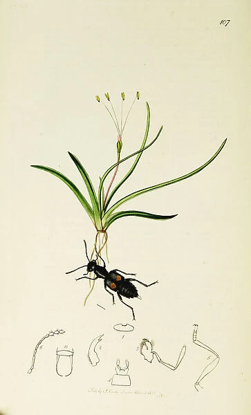 Curtis British Entomology Plate 107