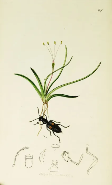 Framed Print : Curtis British Entomology Plate 107 Framed Print : Curtis British Entomology Plate 107