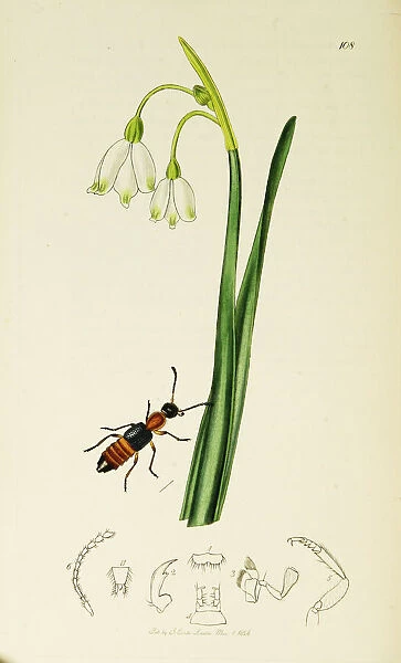 Curtis British Entomology Plate 108