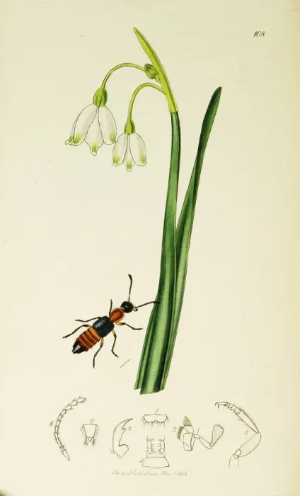 Framed Print : Curtis British Entomology Plate 108 Framed Print : Curtis British Entomology Plate 108