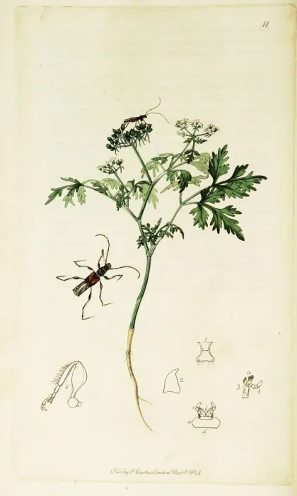 Framed Print : Curtis British Entomology Plate 11 Framed Print : Curtis British Entomology Plate 11
