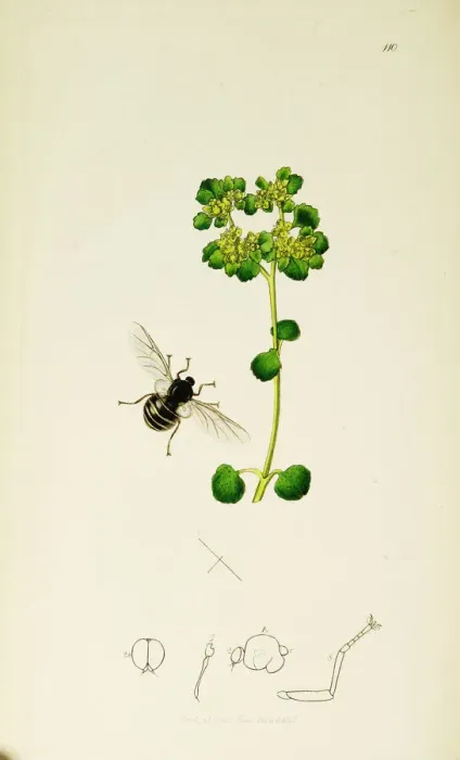 Framed Print : Curtis British Entomology Plate 110 Framed Print : Curtis British Entomology Plate 110