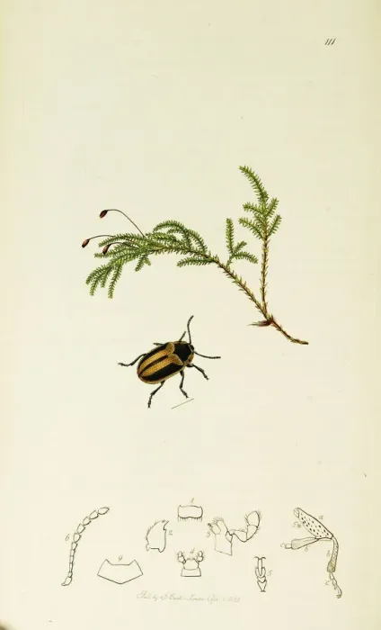 Framed Print : Curtis British Entomology Plate 111 Framed Print : Curtis British Entomology Plate 111