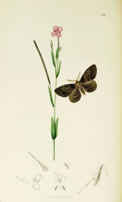 Framed Print : Curtis British Entomology Plate 113 Framed Print : Curtis British Entomology Plate 113