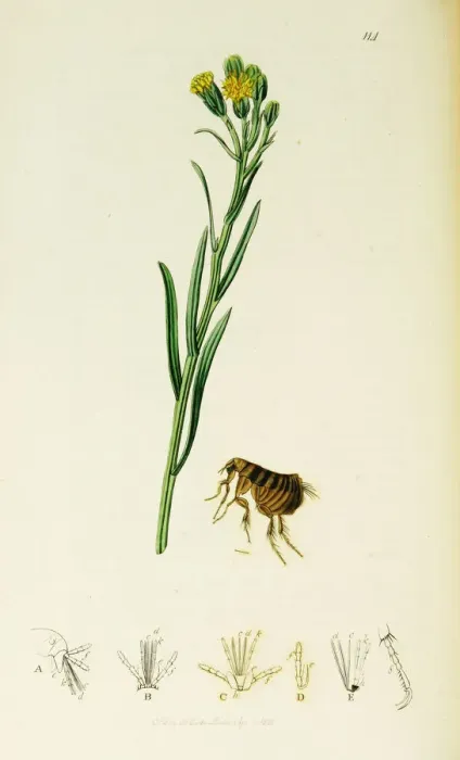 Framed Print : Curtis British Entomology Plate 114 Framed Print : Curtis British Entomology Plate 114
