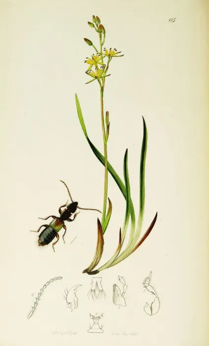 Framed Print : Curtis British Entomology Plate 115 Framed Print : Curtis British Entomology Plate 115