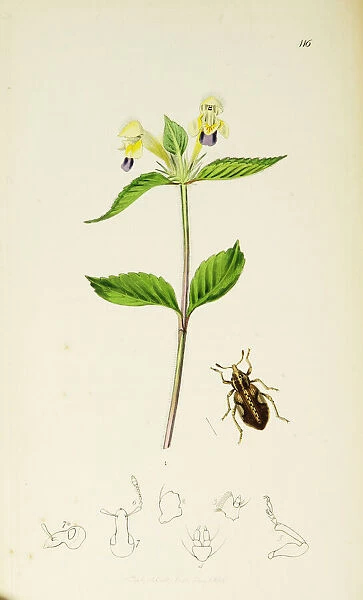Curtis British Entomology Plate 116