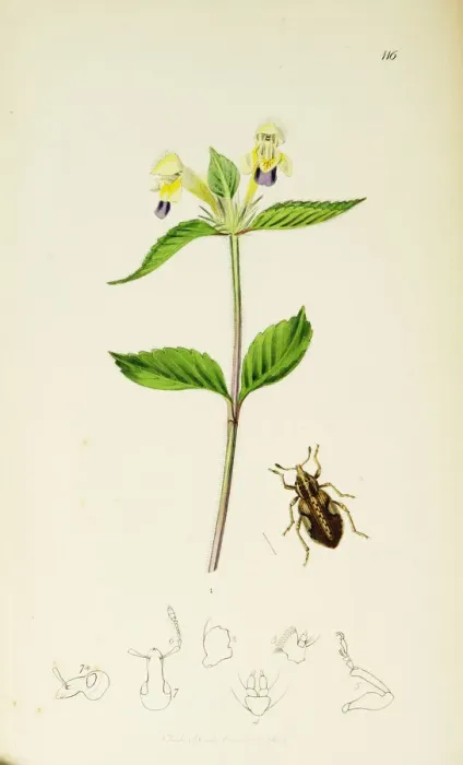 Framed Print : Curtis British Entomology Plate 116 Framed Print : Curtis British Entomology Plate 116