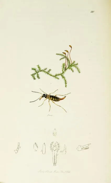 Framed Print : Curtis British Entomology Plate 118 Framed Print : Curtis British Entomology Plate 118