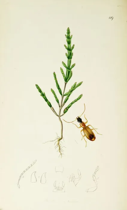 Framed Print : Curtis British Entomology Plate 119 Framed Print : Curtis British Entomology Plate 119