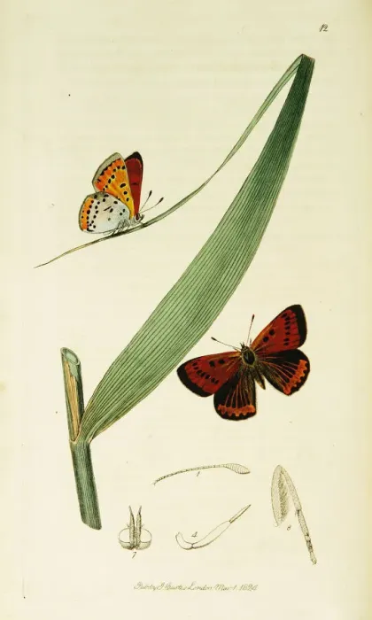 Framed Print : Curtis British Entomology Plate 12 Framed Print : Curtis British Entomology Plate 12