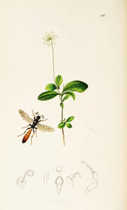 Framed Print : Curtis British Entomology Plate 120 Framed Print : Curtis British Entomology Plate 120