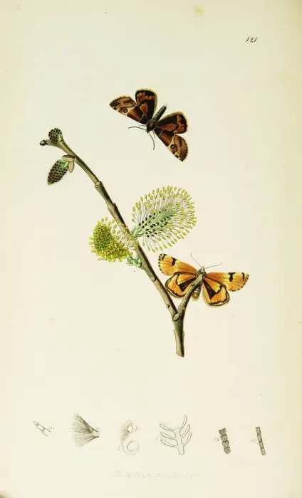 Framed Print : Curtis British Entomology Plate 121 Framed Print : Curtis British Entomology Plate 121