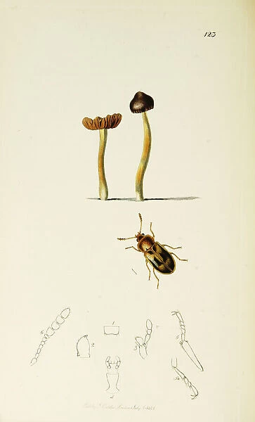 Curtis British Entomology Plate 123