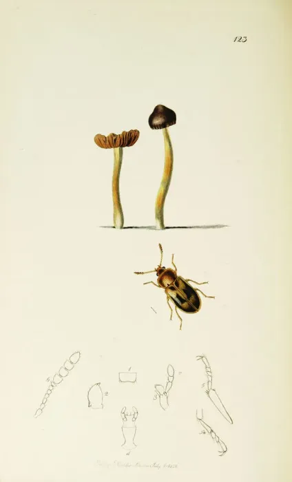 Framed Print : Curtis British Entomology Plate 123 Framed Print : Curtis British Entomology Plate 123