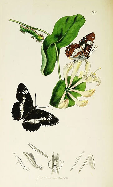 Curtis British Entomology Plate 124