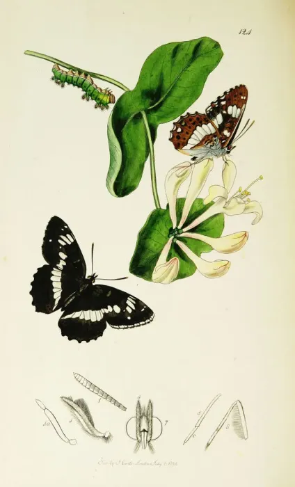 Framed Print : Curtis British Entomology Plate 124 Framed Print : Curtis British Entomology Plate 124