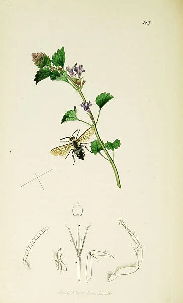 Curtis British Entomology Plate 125