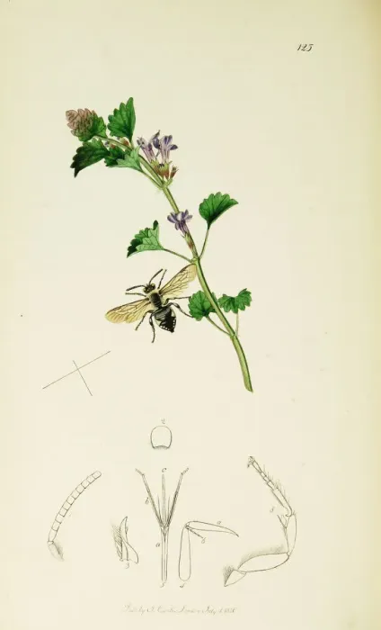 Framed Print : Curtis British Entomology Plate 125 Framed Print : Curtis British Entomology Plate 125