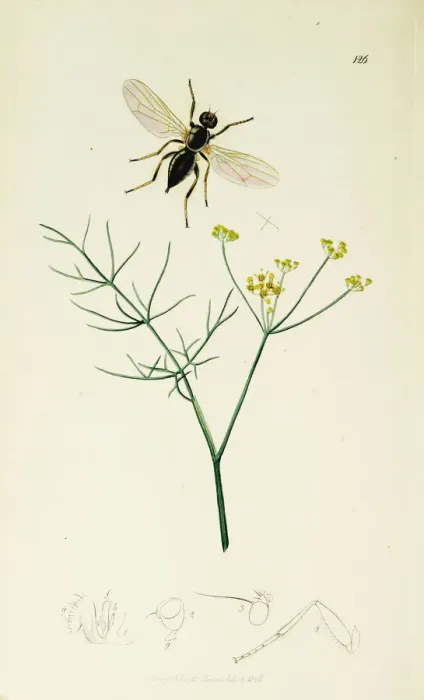 Framed Print : Curtis British Entomology Plate 126 Framed Print : Curtis British Entomology Plate 126