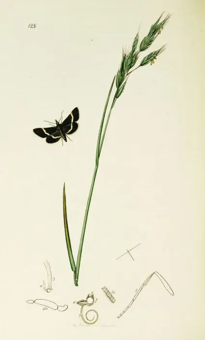 Framed Print : Curtis British Entomology Plate 128 Framed Print : Curtis British Entomology Plate 128