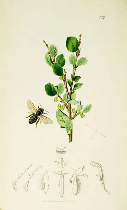 Framed Print : Curtis British Entomology Plate 129 Framed Print : Curtis British Entomology Plate 129