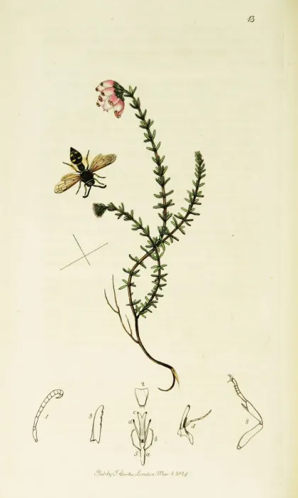 Framed Print : Curtis British Entomology Plate 13 Framed Print : Curtis British Entomology Plate 13