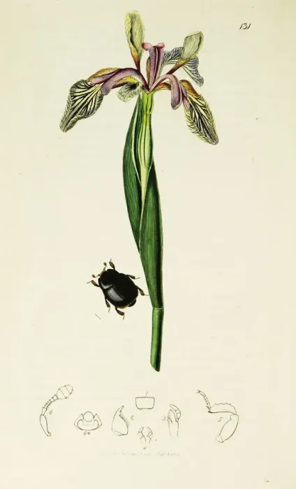 Framed Print : Curtis British Entomology Plate 131 Framed Print : Curtis British Entomology Plate 131
