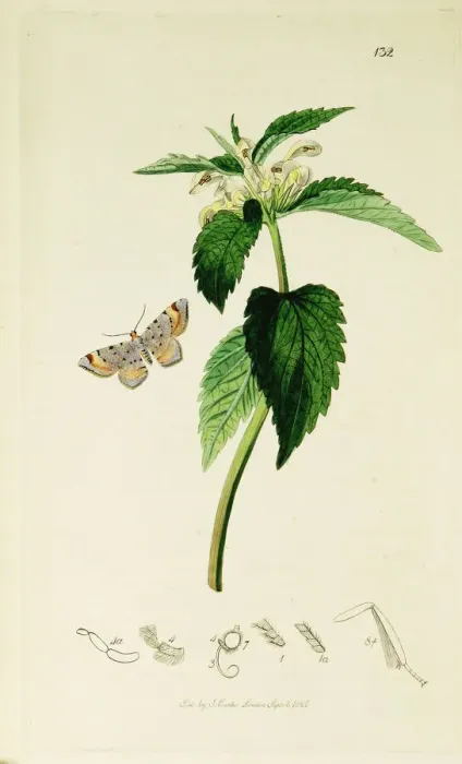 Framed Print : Curtis British Entomology Plate 132