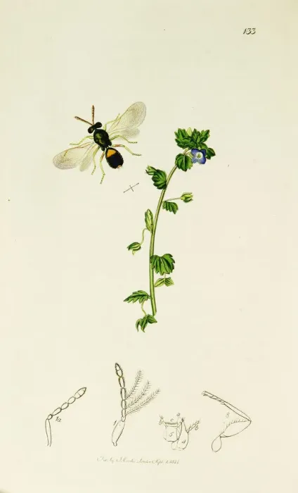 Framed Print : Curtis British Entomology Plate 133 Framed Print : Curtis British Entomology Plate 133
