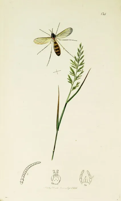 Framed Print : Curtis British Entomology Plate 134 Framed Print : Curtis British Entomology Plate 134