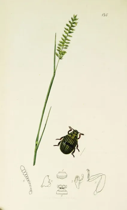 Framed Print : Curtis British Entomology Plate 135 Framed Print : Curtis British Entomology Plate 135