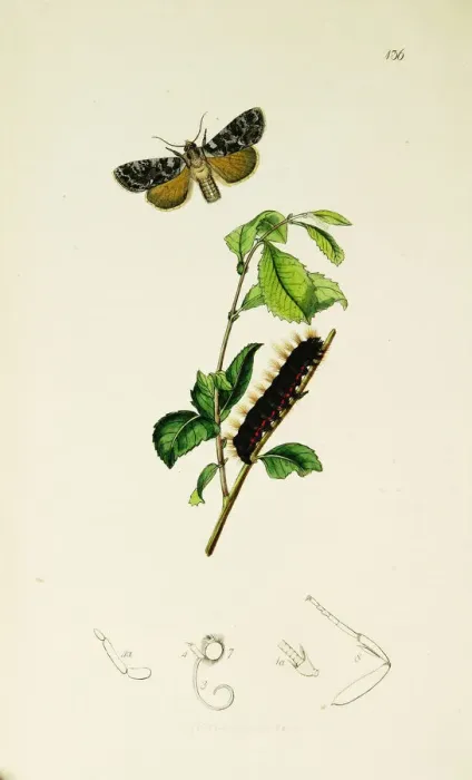 Framed Print : Curtis British Entomology Plate 136 Framed Print : Curtis British Entomology Plate 136