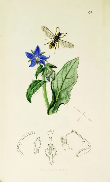 Framed Print : Curtis British Entomology Plate 137 Framed Print : Curtis British Entomology Plate 137
