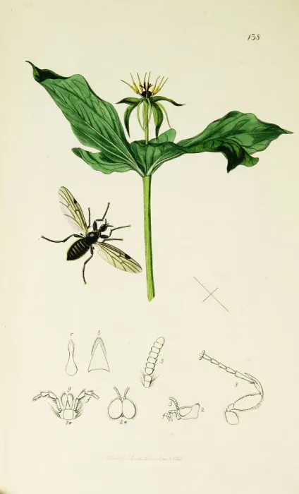 Framed Print : Curtis British Entomology Plate 138