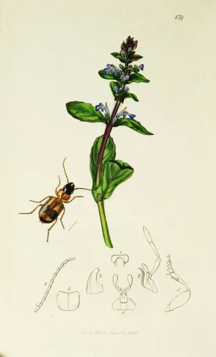 Framed Print : Curtis British Entomology Plate 139 Framed Print : Curtis British Entomology Plate 139