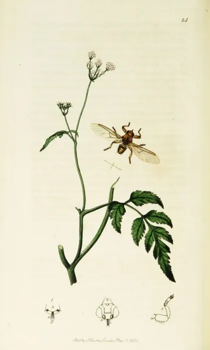 Framed Print : Curtis British Entomology Plate 14 Framed Print : Curtis British Entomology Plate 14