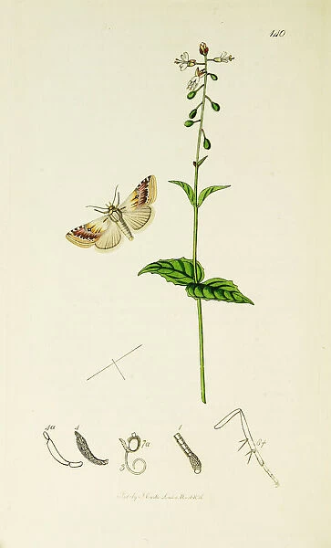 Curtis British Entomology Plate 140