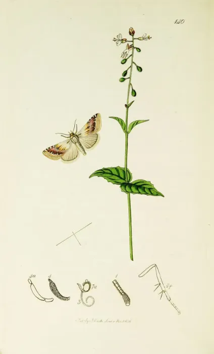 Framed Print : Curtis British Entomology Plate 140 Framed Print : Curtis British Entomology Plate 140