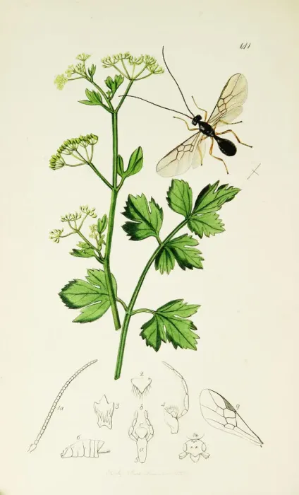 Framed Print : Curtis British Entomology Plate 141 Framed Print : Curtis British Entomology Plate 141