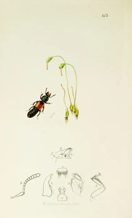 Framed Print : Curtis British Entomology Plate 143 Framed Print : Curtis British Entomology Plate 143