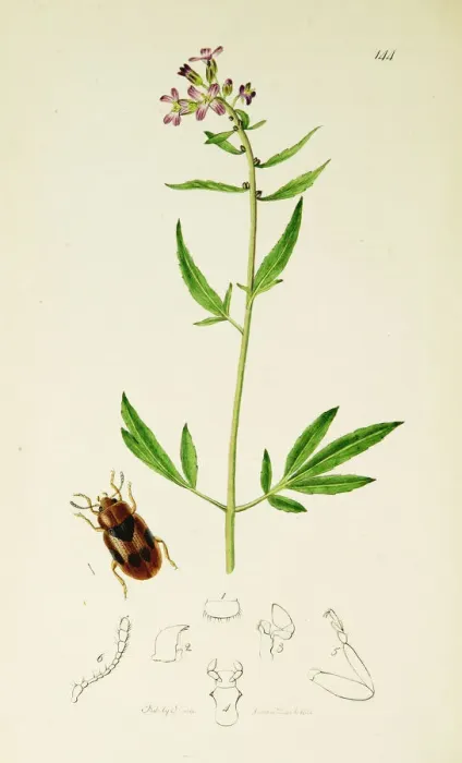 Framed Print : Curtis British Entomology Plate 144